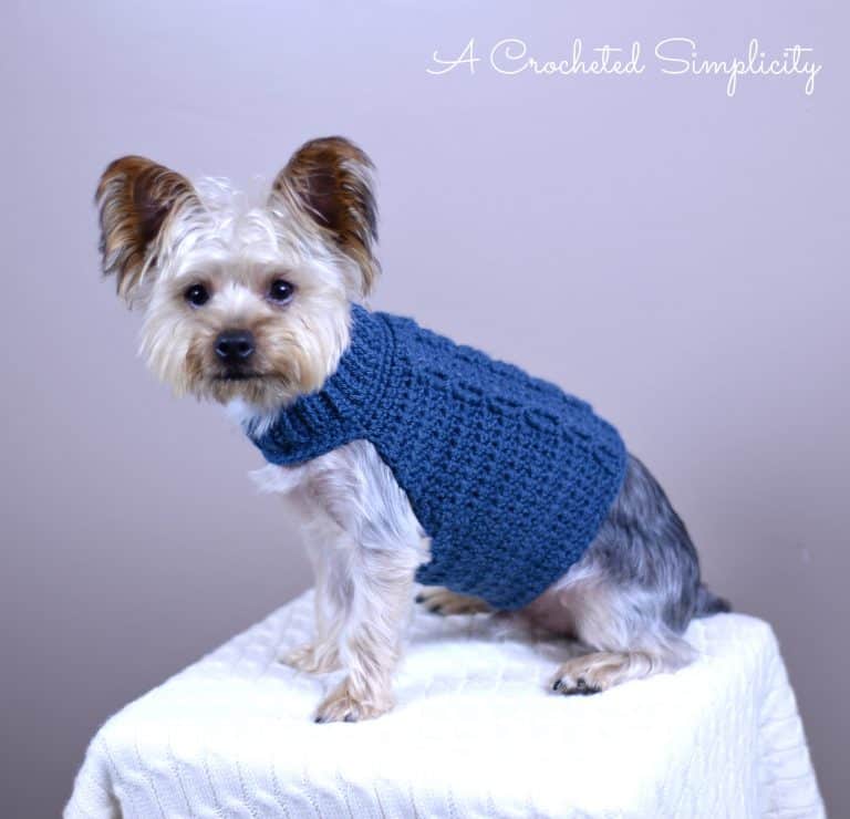 Yorkie sitting on cream blanket modeling blue cabled crochet dog sweater.