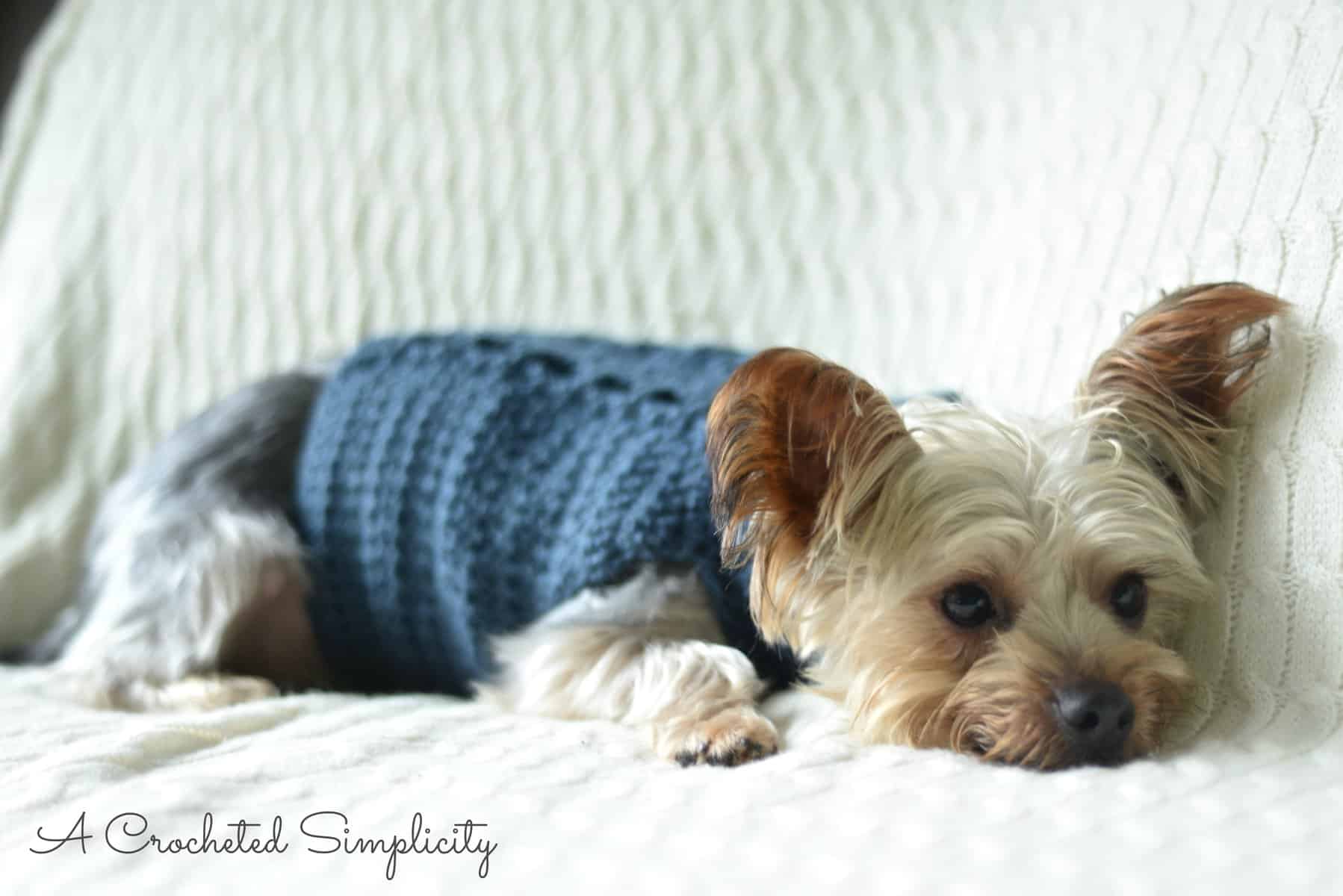 free beginner crochet dog sweater patterns on pinterest pictures