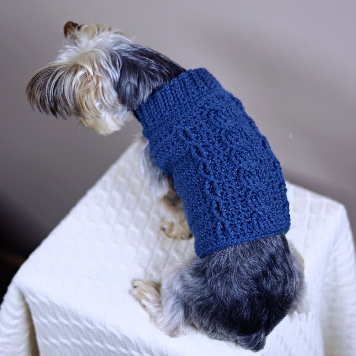 Back side of yorkie modeling a blue cabled crochet dog sweater.