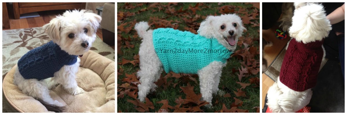 Three small dogs modeling a crochet dog sweater with cables.