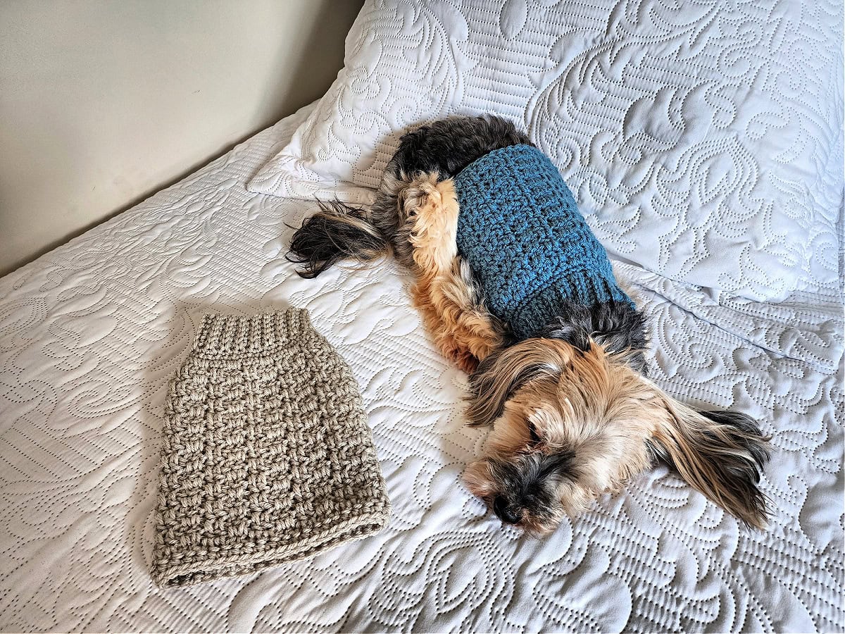 Crochet dog sweater laying on a bed next to a yorkie wearing a blue crochet doggie sweater.